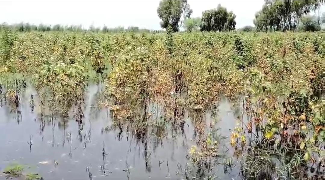 WhatsApp Image 2024-09-12 at 13.03.14_20c5f567