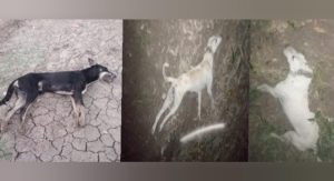 WhatsApp Image 2024-11-23 at 16.03.20_c60c5ea7