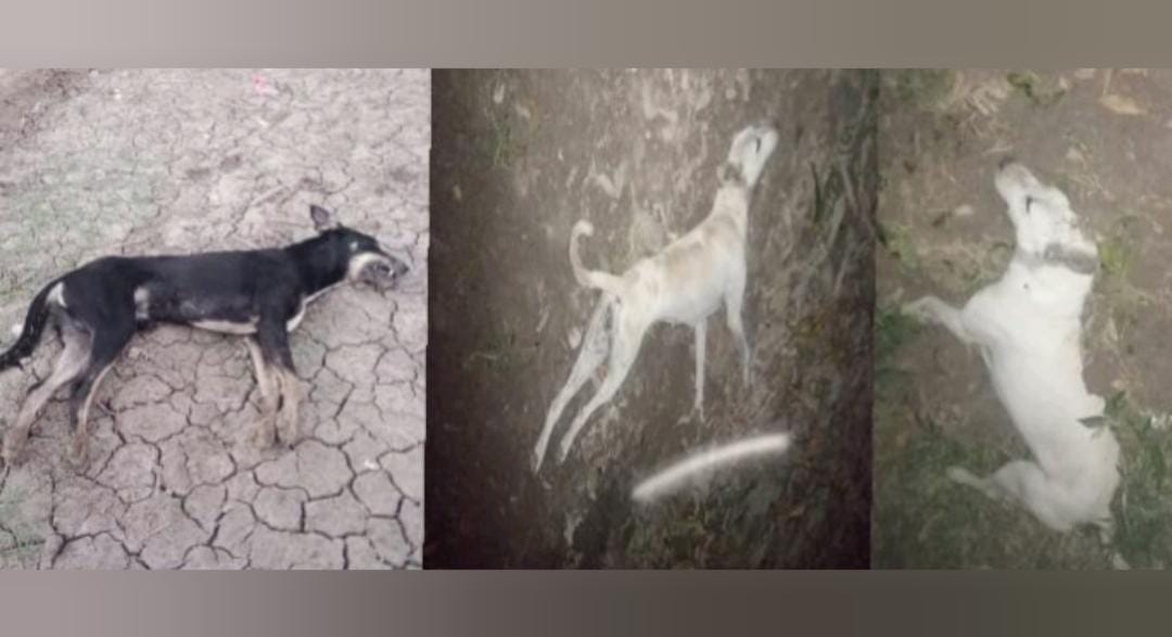 WhatsApp Image 2024-11-23 at 16.03.20_c60c5ea7