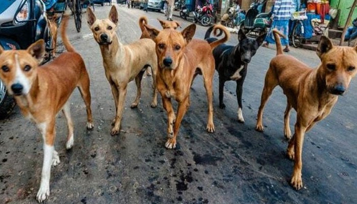 401177_2647219_updates