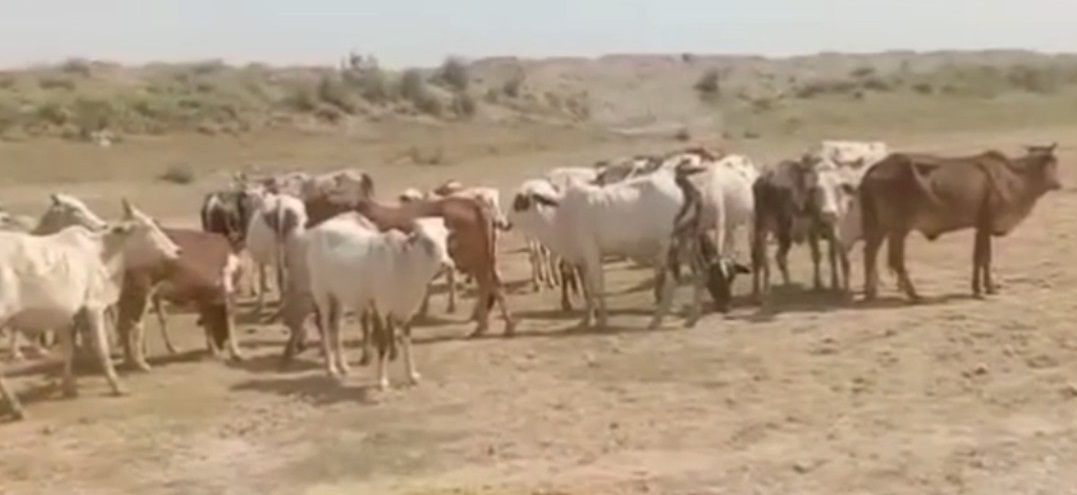 500001806_1101754608661283_7537887550974120279_n