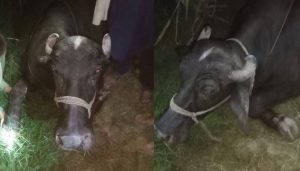 411993_9777041_updates