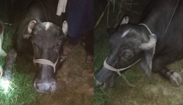 411993_9777041_updates